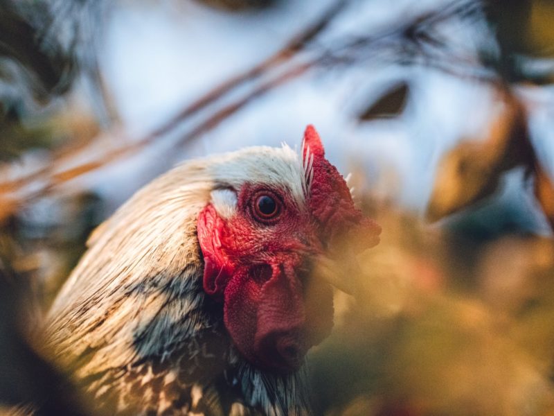 Agen Sabung Ayam Online Resmi Dengan Kenyamanan Berkualitas