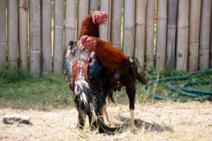 Cara Main Judi Sabung Ayam Online