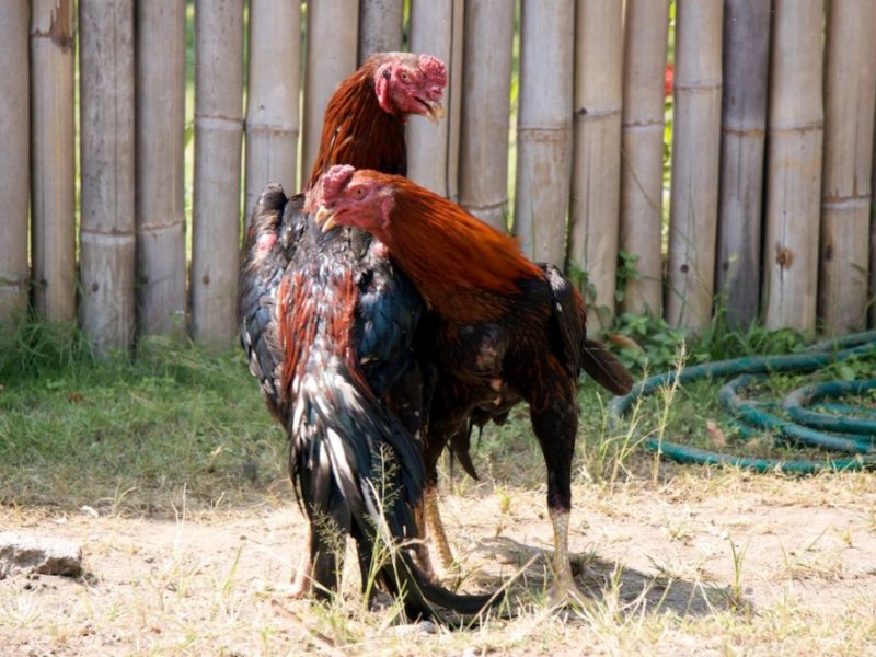 Cara Main Judi Sabung Ayam Online