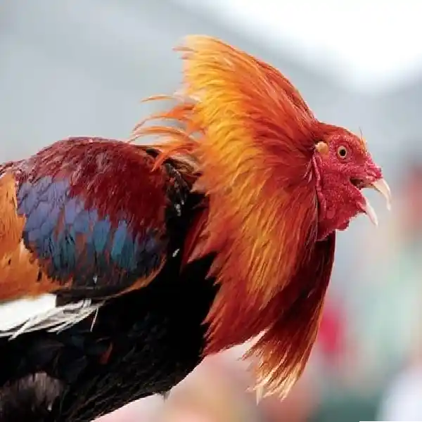 Panduan Mental dan Emosi dalam Sabung Ayam Wala Meron